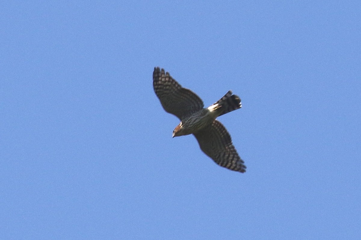 Cooper's Hawk - ML608332061