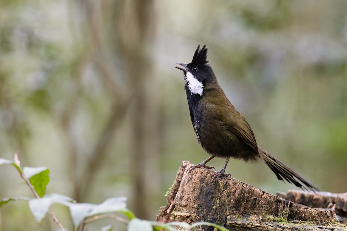 Eastern Whipbird - Chris Venetz | Ornis Birding Expeditions
