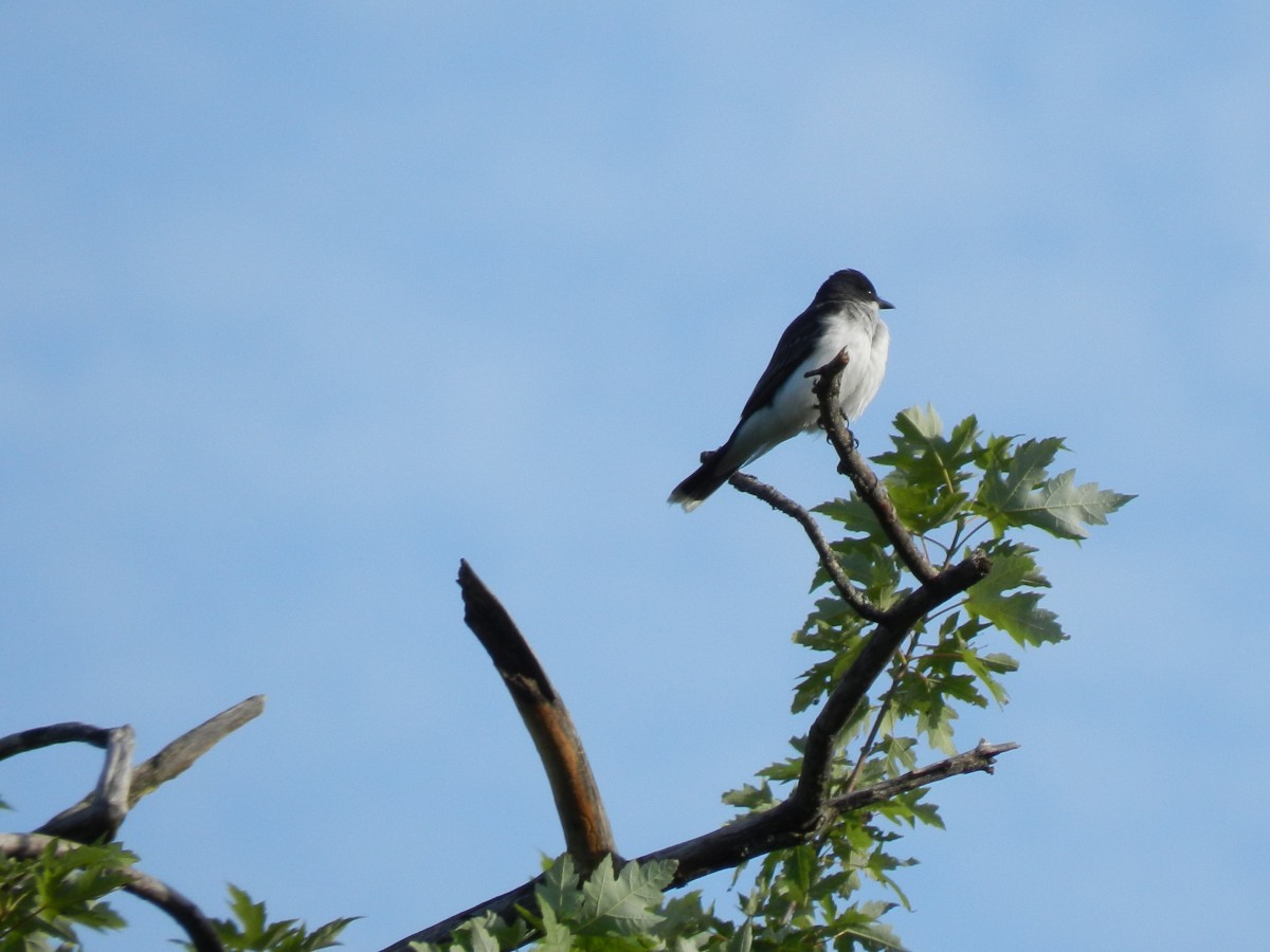 Eastern Kingbird - Ron Payne