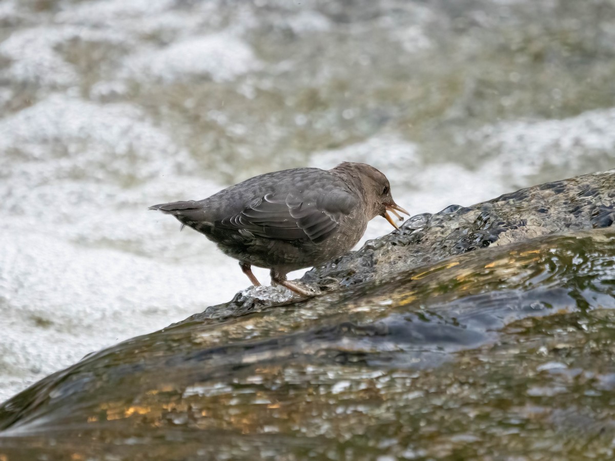 American Dipper - ML608332314