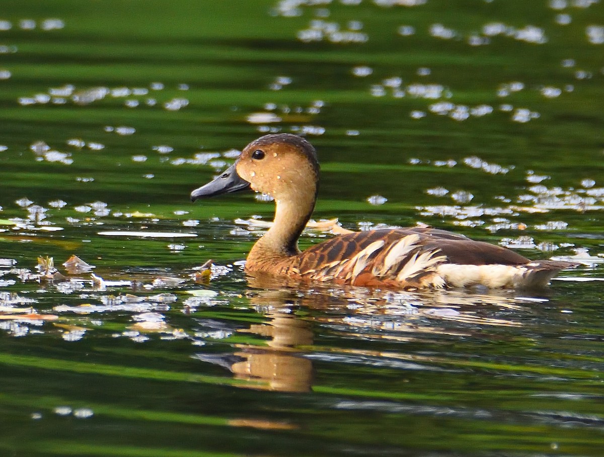 Wandering Whistling-Duck - ML608332339