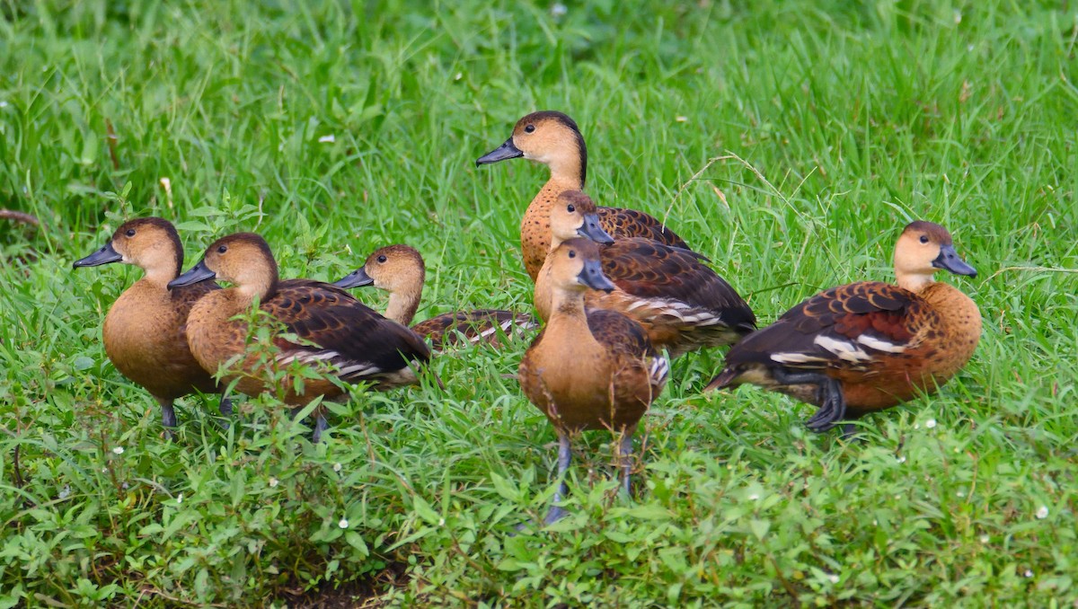 Wandering Whistling-Duck - ML608332710