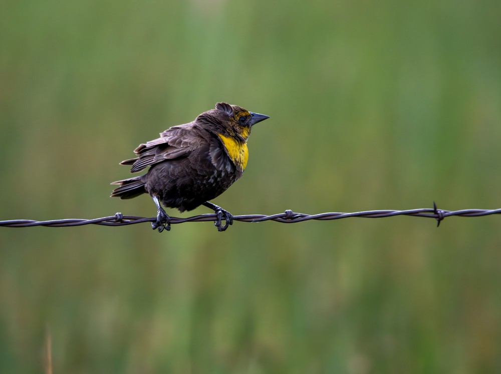 Yellow-headed Blackbird - Carlton Cook