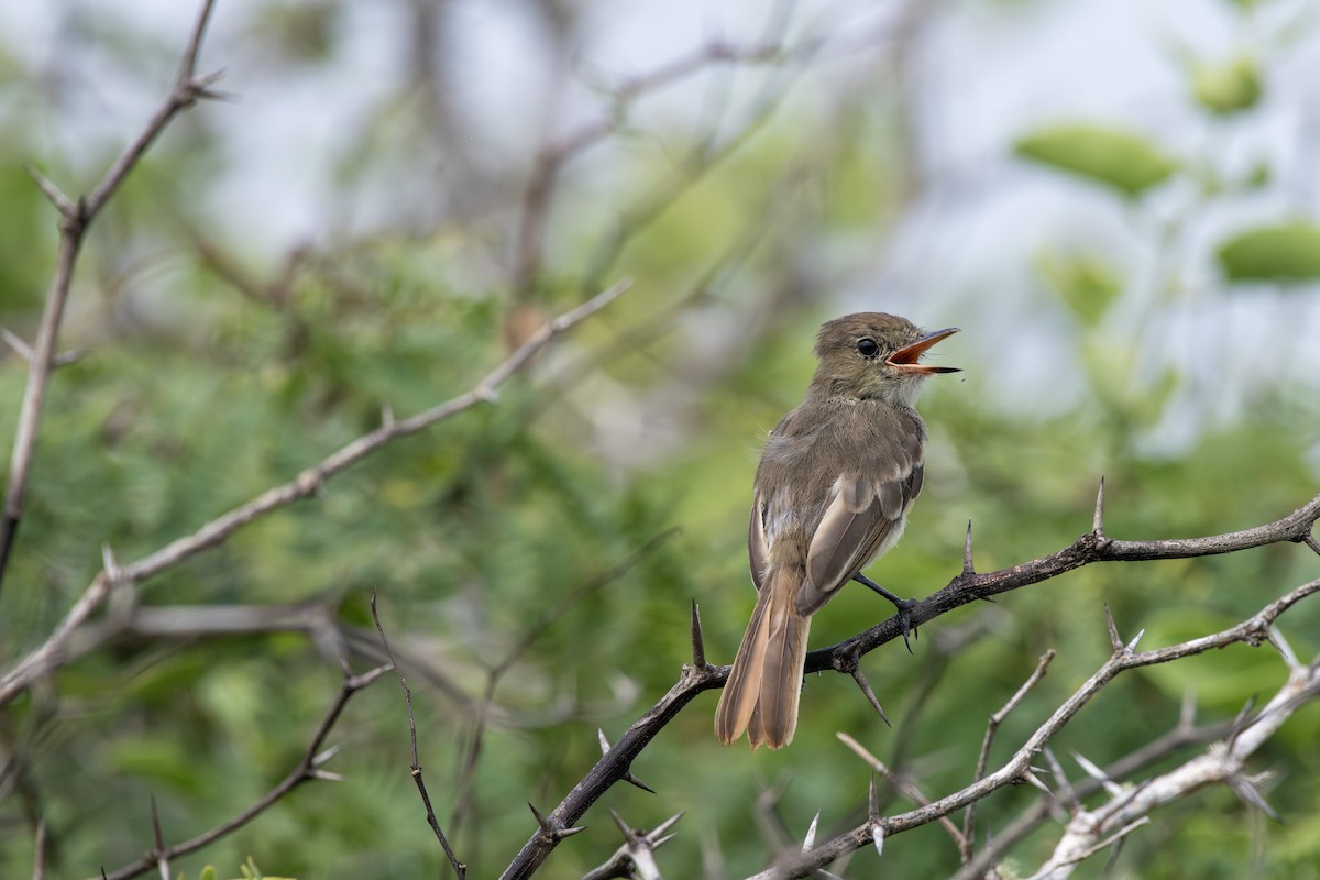 Galapagos Flycatcher - Eric Schertler