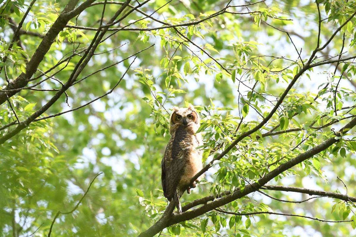 Great Horned Owl - ML608332905