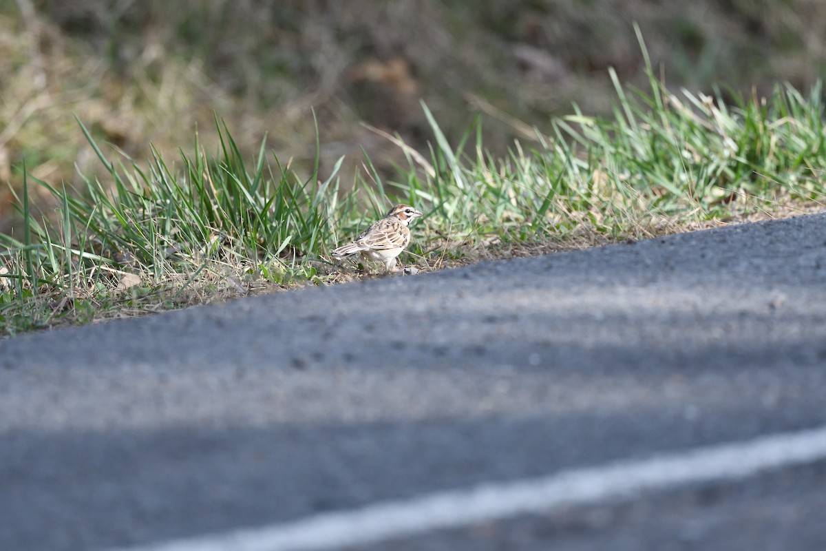 Lark Sparrow - ML608332924