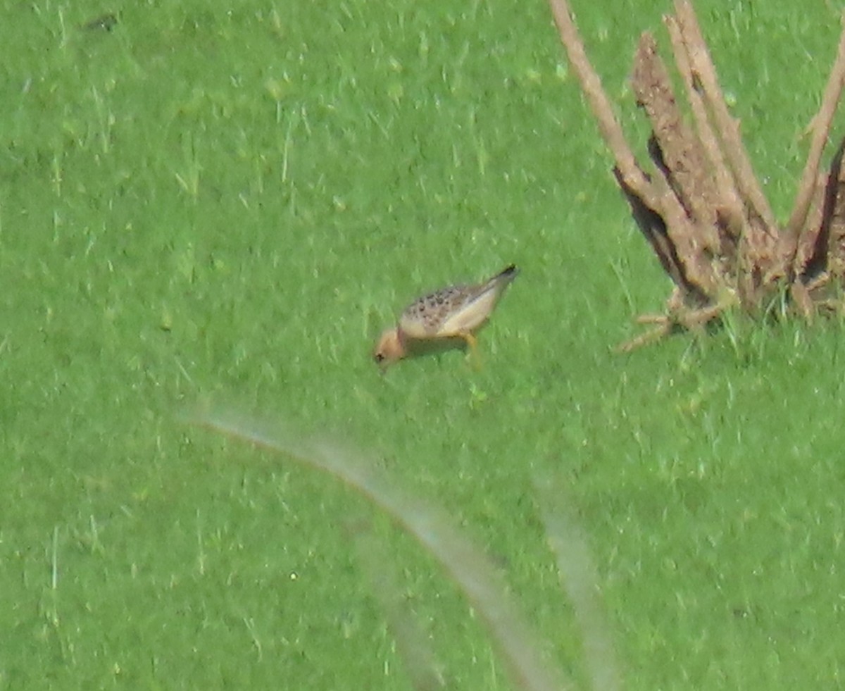 Buff-breasted Sandpiper - ML608332962