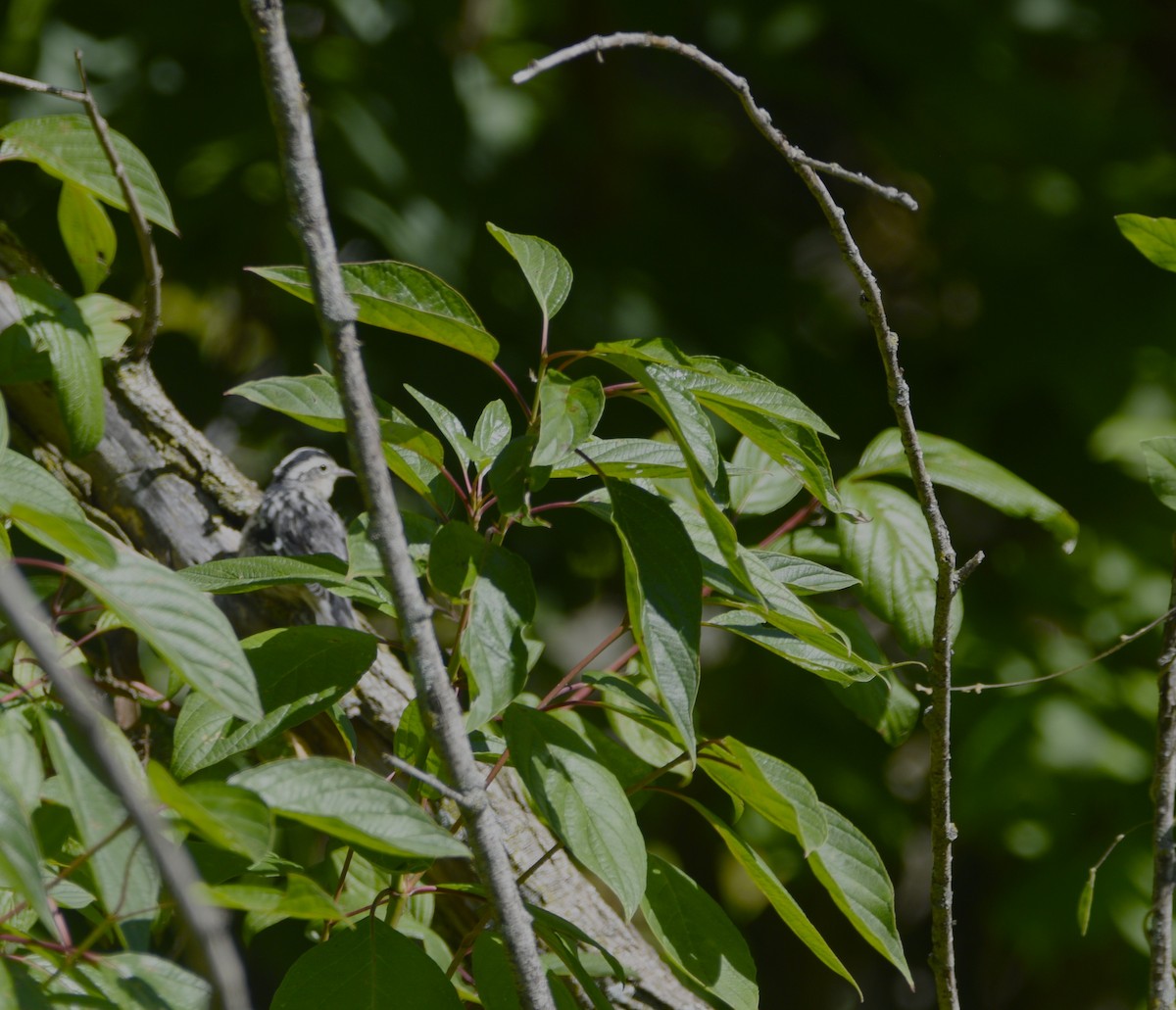 Black-and-white Warbler - ML608332980