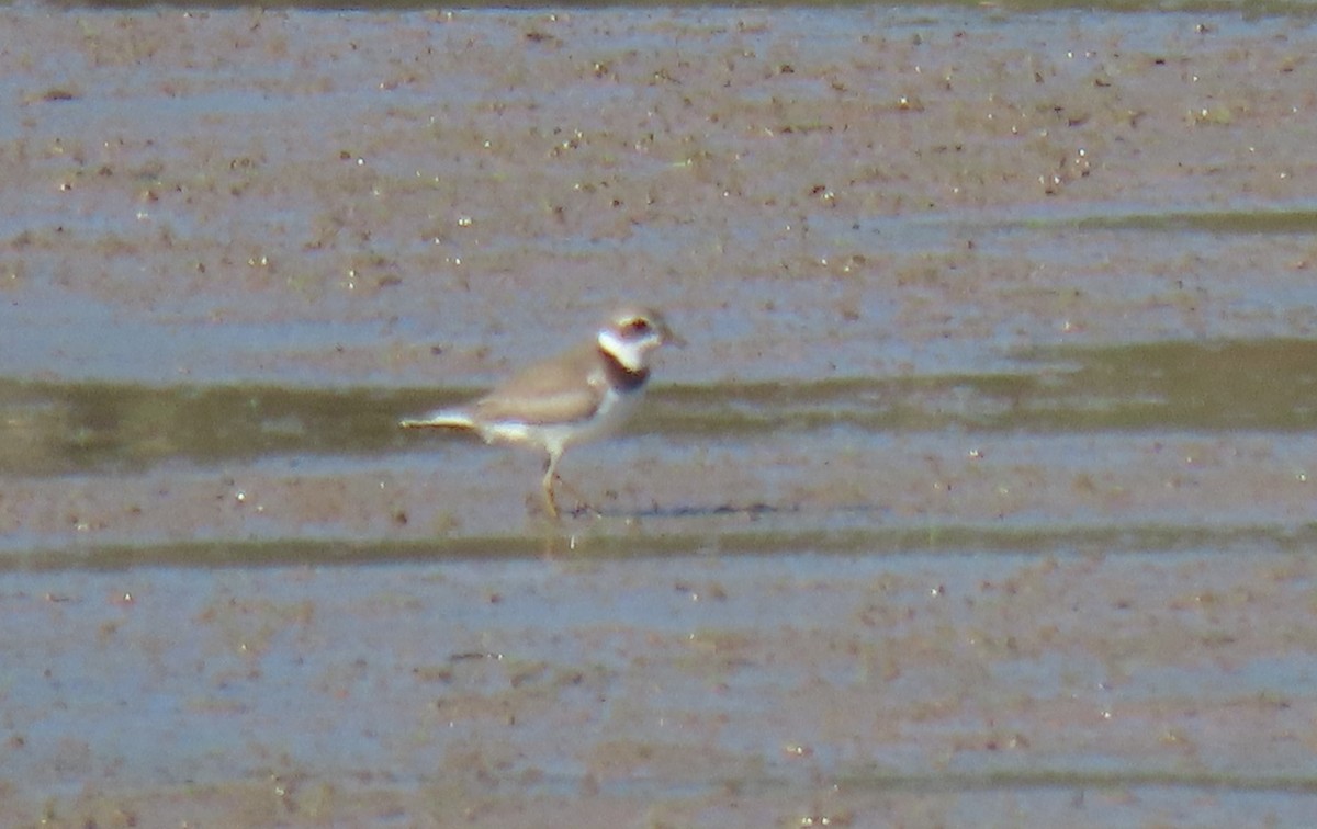 Semipalmated Plover - ML608332983