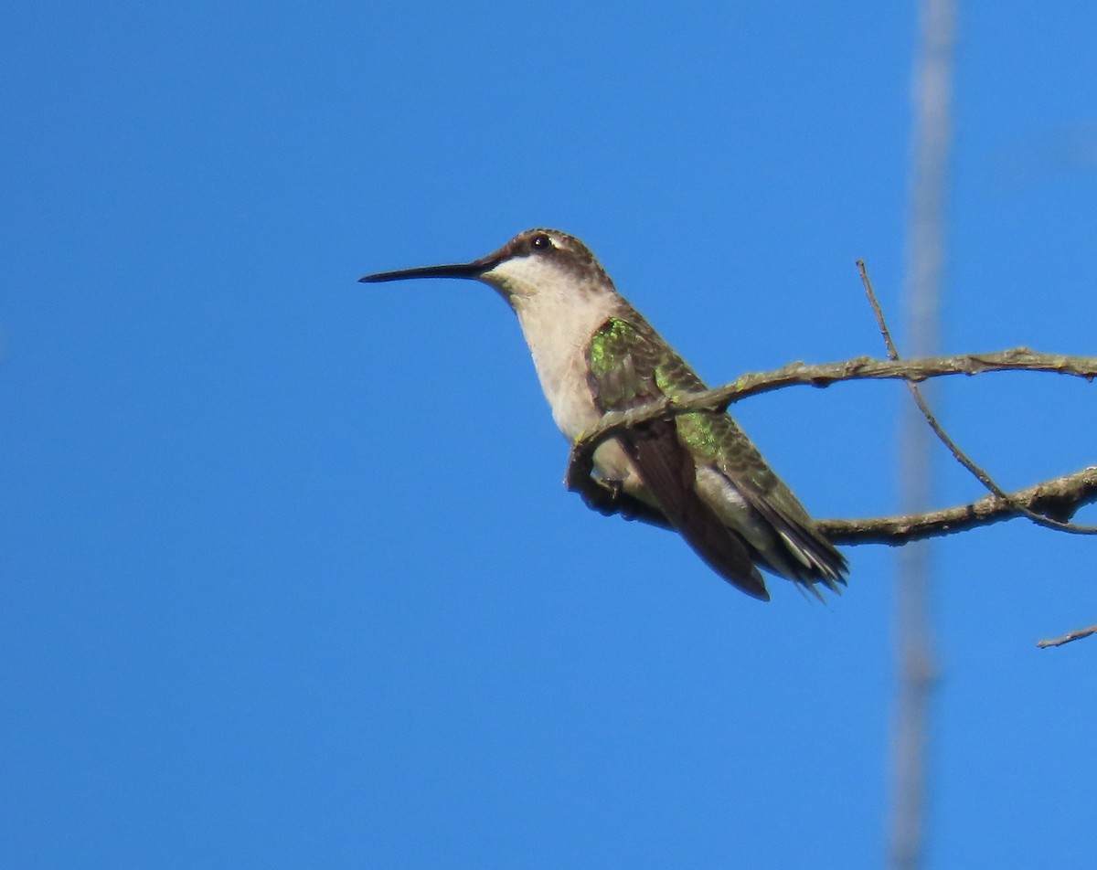 Ruby-throated Hummingbird - Neil Owens