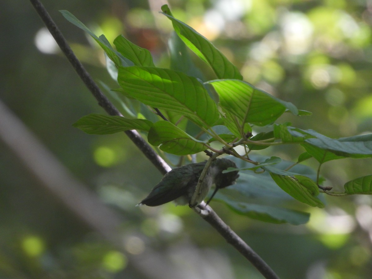 Ruby-throated Hummingbird - ML608333004