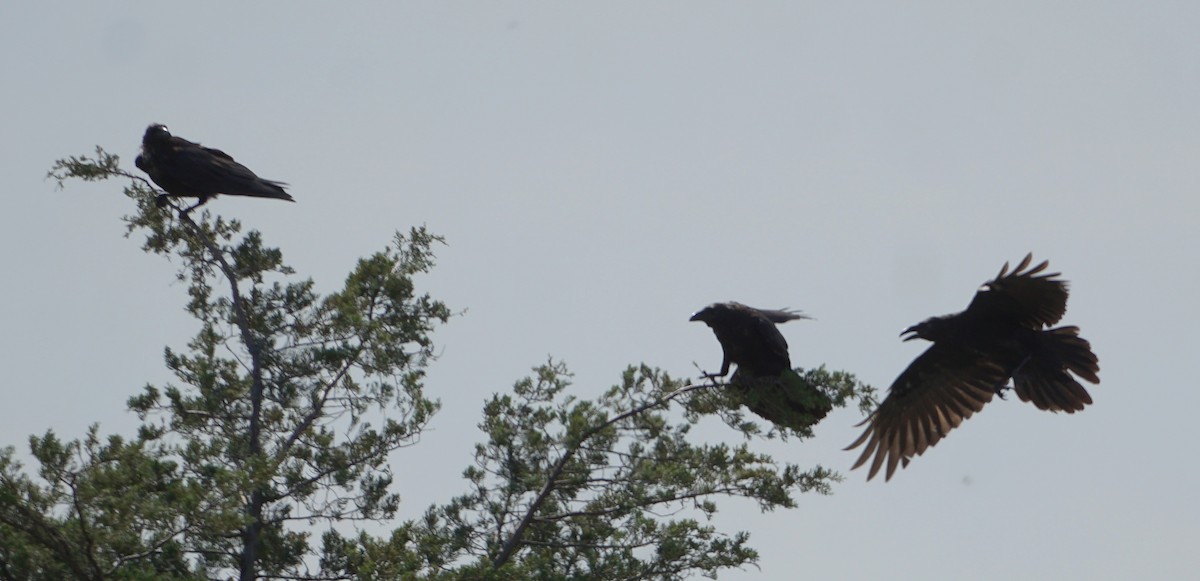 Common Raven - ML608333006