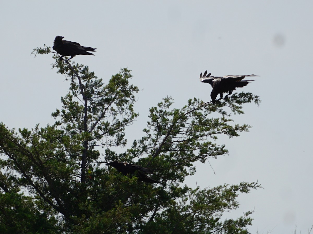 Common Raven - Melody Ragle