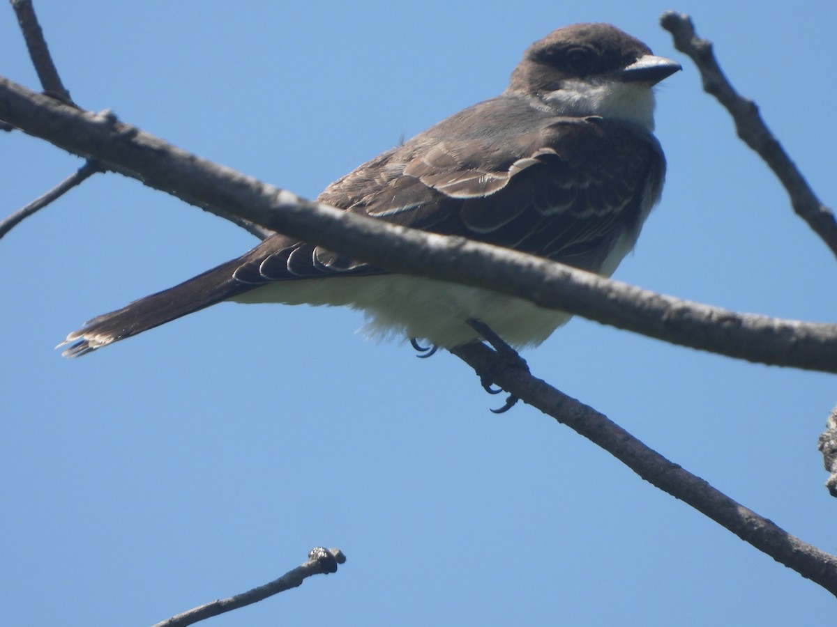 Eastern Kingbird - ML608333026