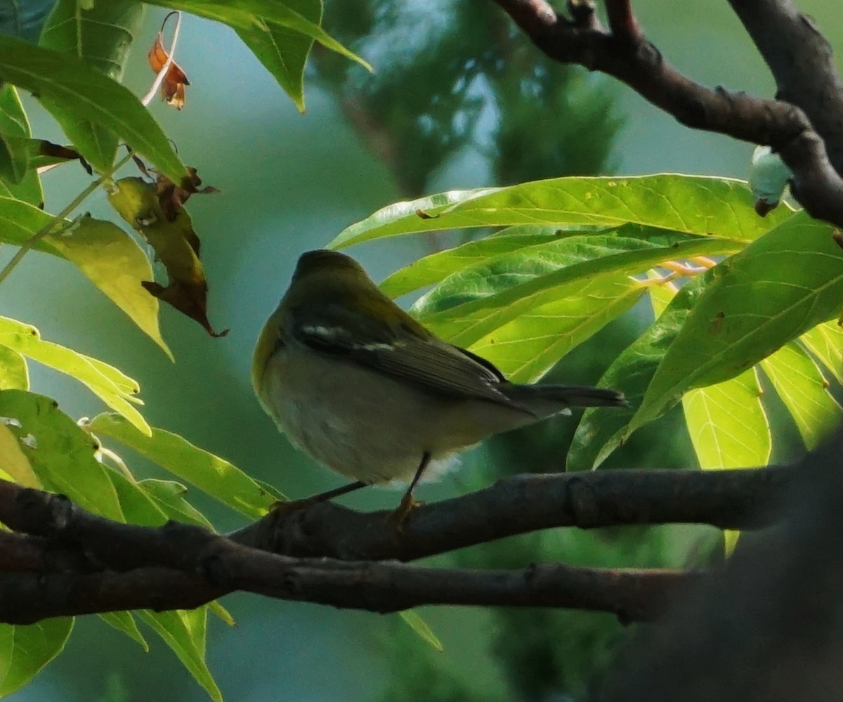 Northern Parula - ML608333034