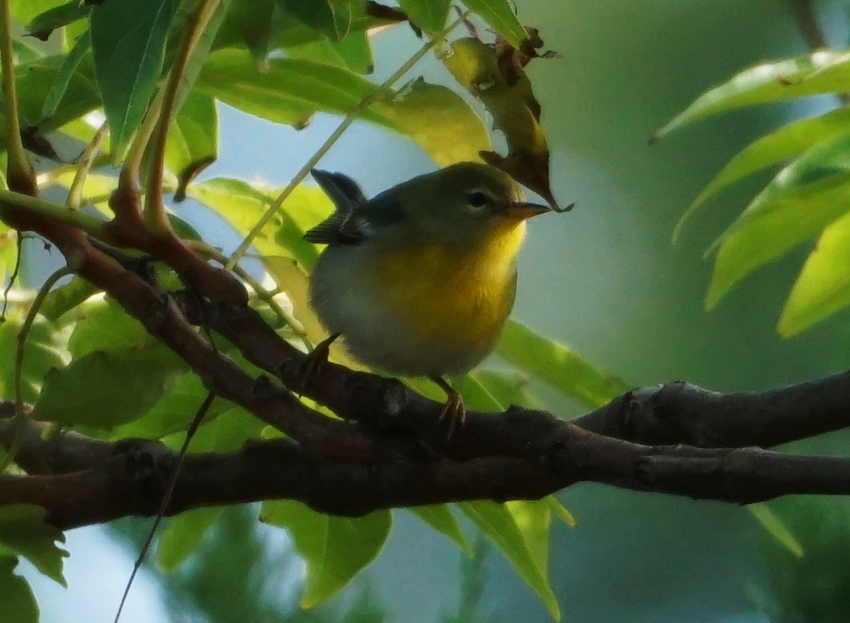 Northern Parula - ML608333035