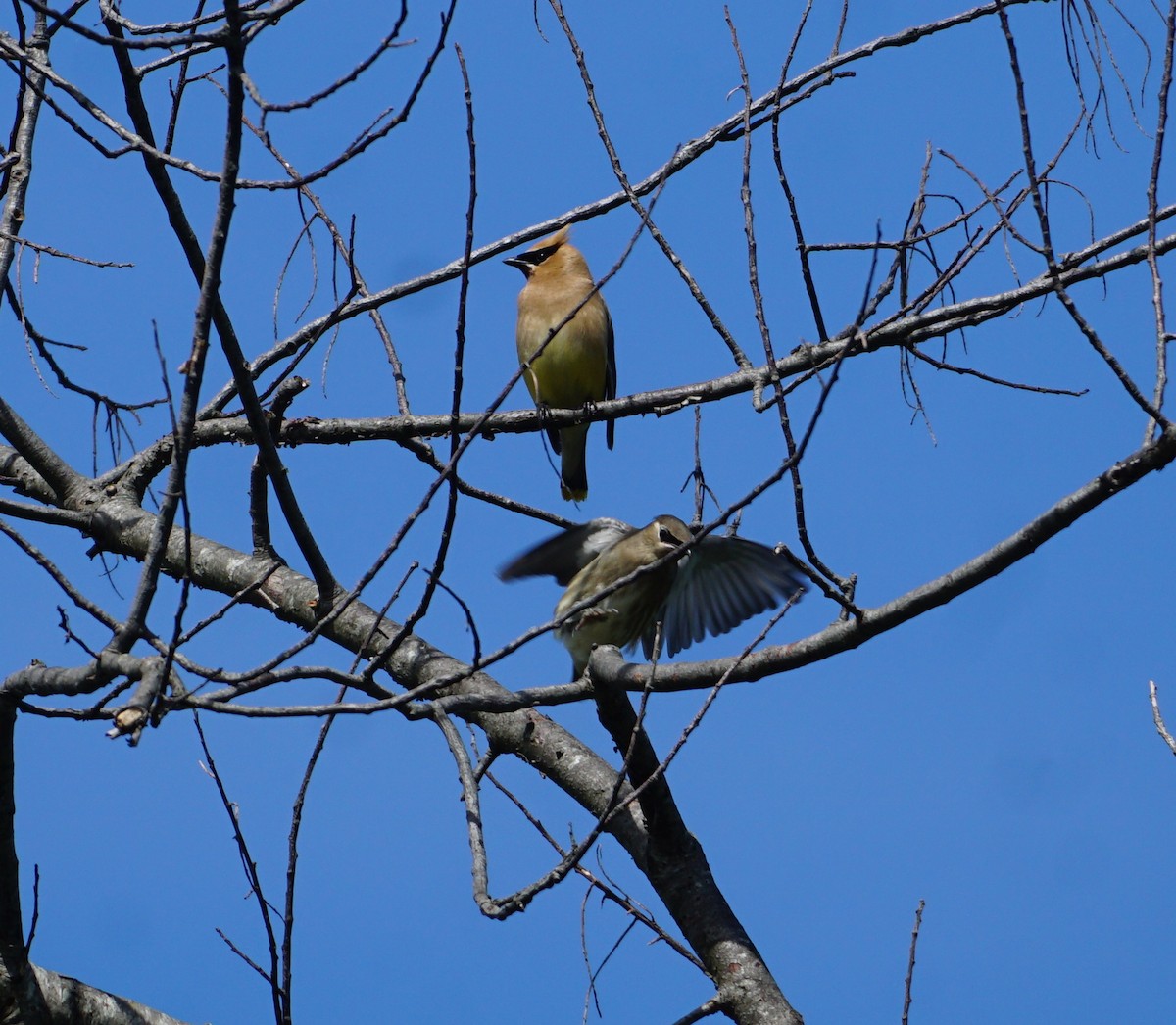 Cedar Waxwing - ML608333128