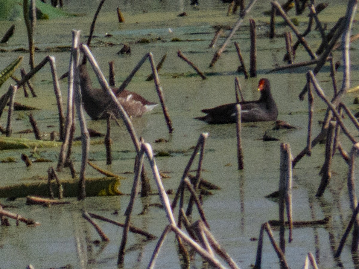 Common Gallinule - Tom Nagel