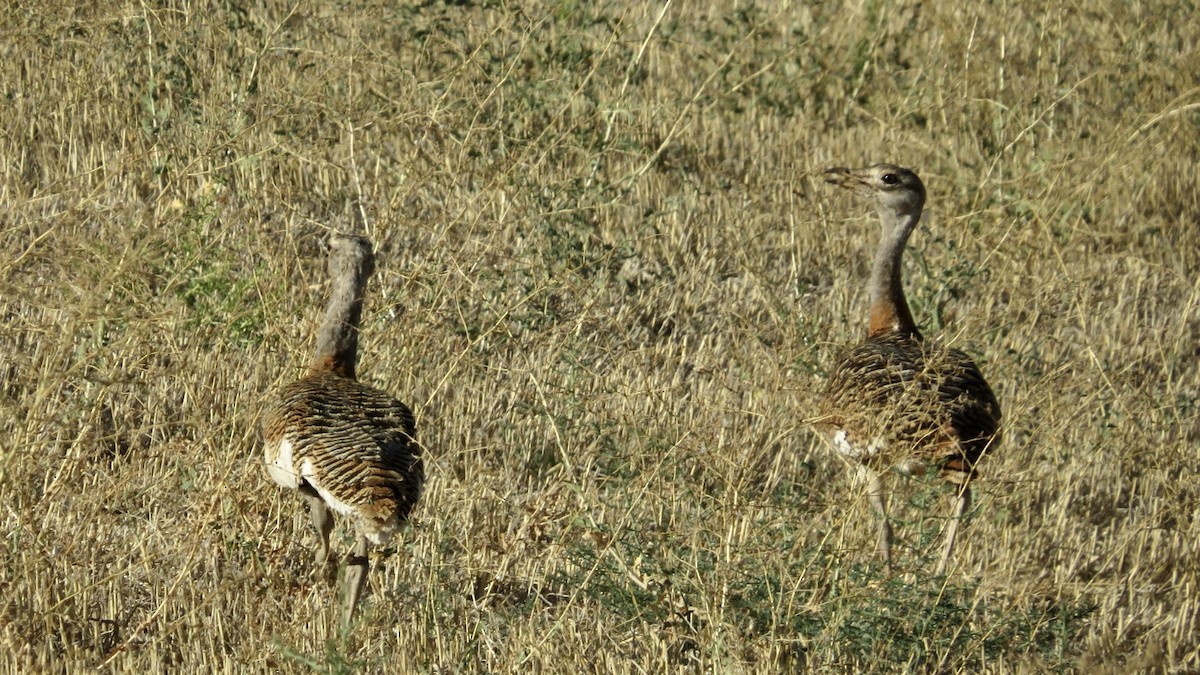 Great Bustard - ML608333334