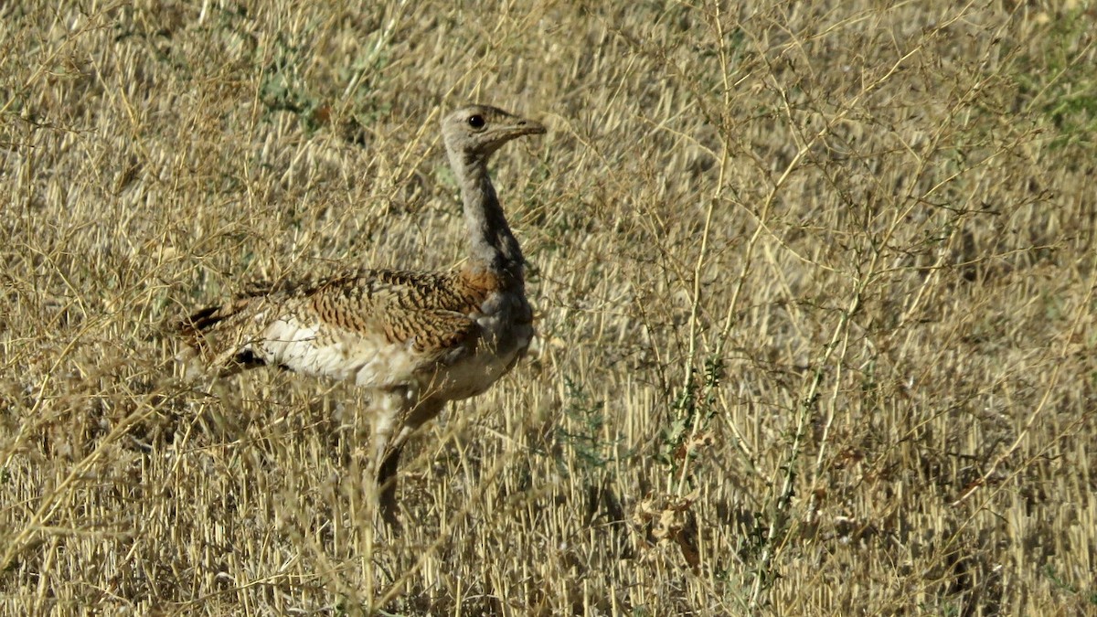 Great Bustard - ML608333335