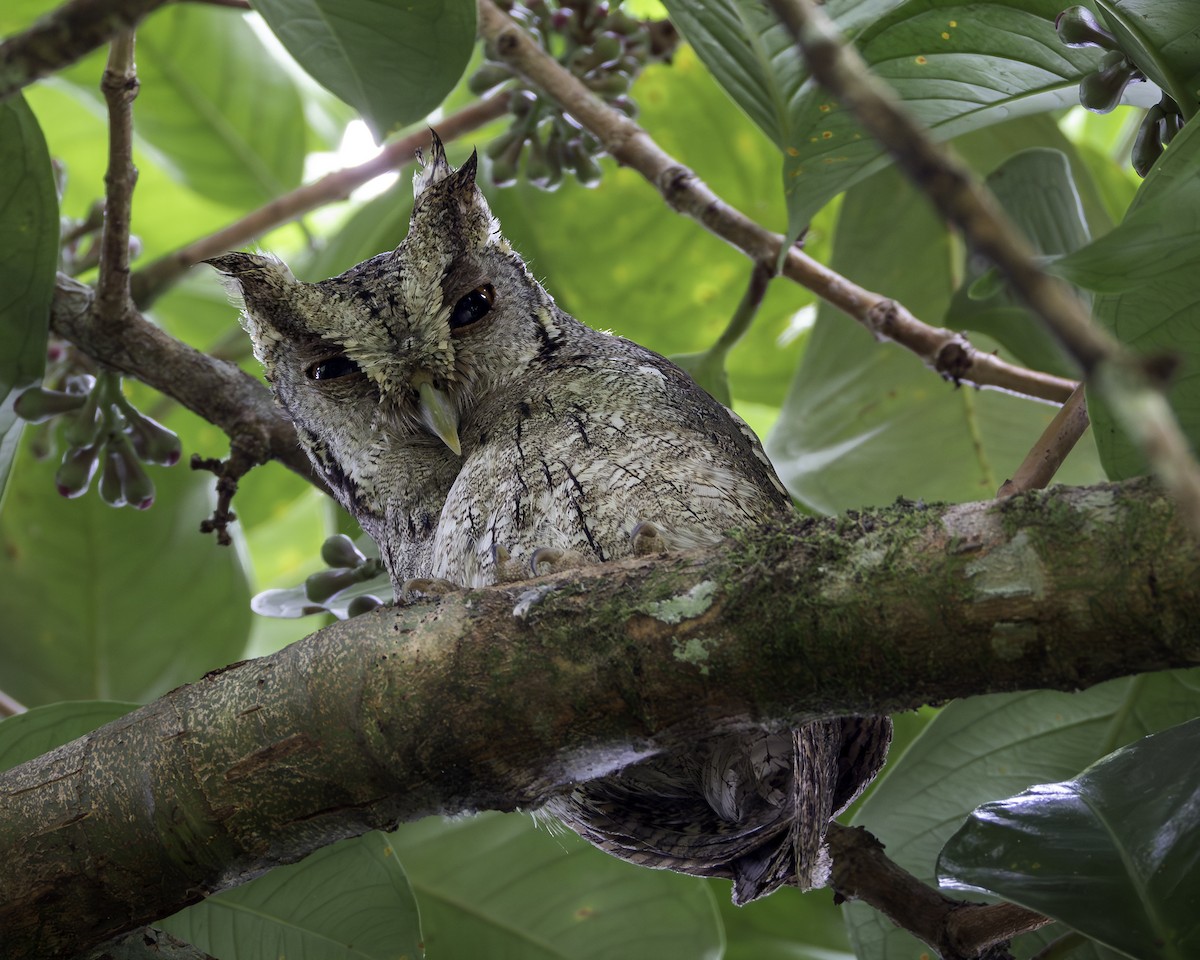 Pacific Screech-Owl - ML608333437