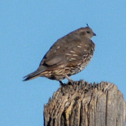 California Quail - ML608333486
