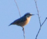 Red-breasted Nuthatch - ML608333506