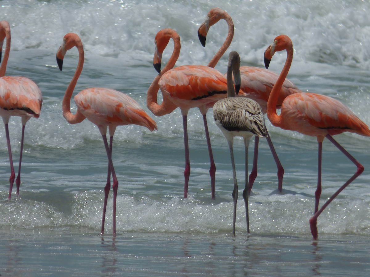 Flamant des Caraïbes - ML608333617