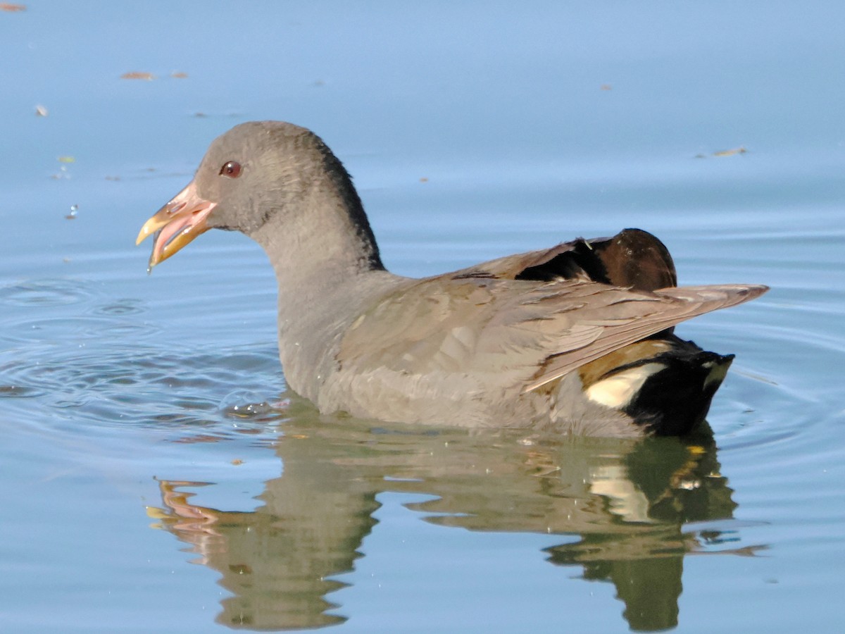 Dusky Moorhen - Charles Lam