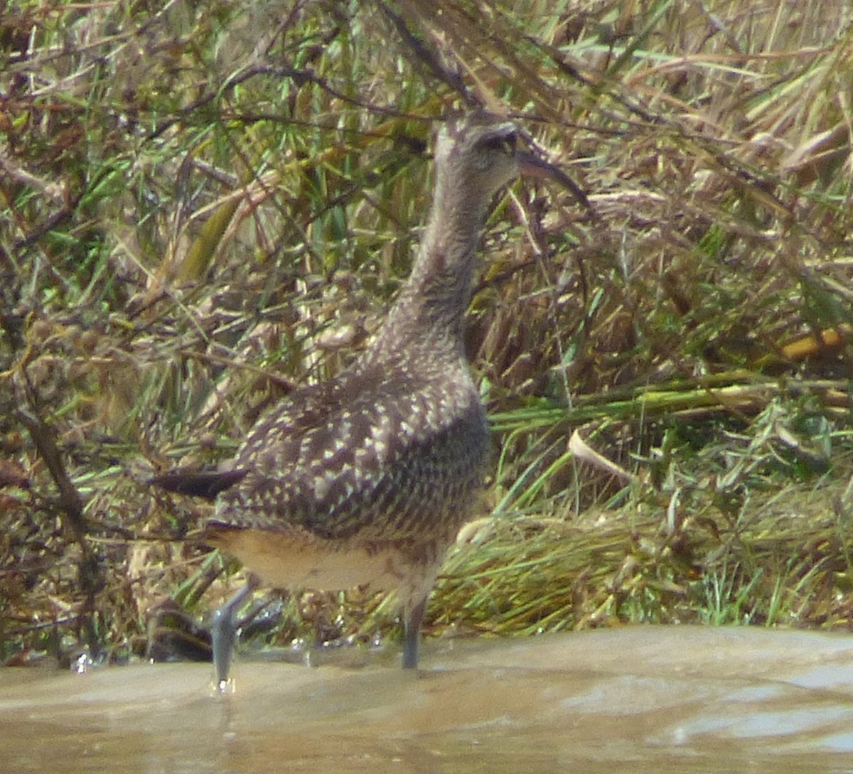 Regenbrachvogel - ML608333673