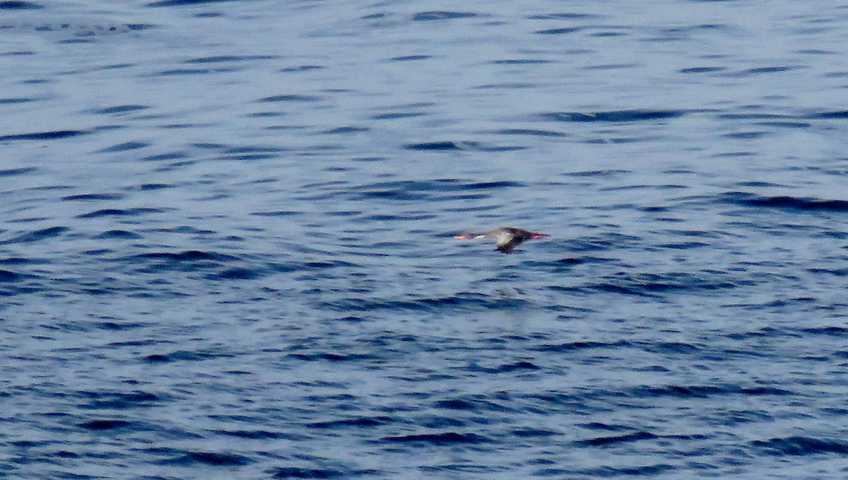 Red-legged Cormorant - ML608333674