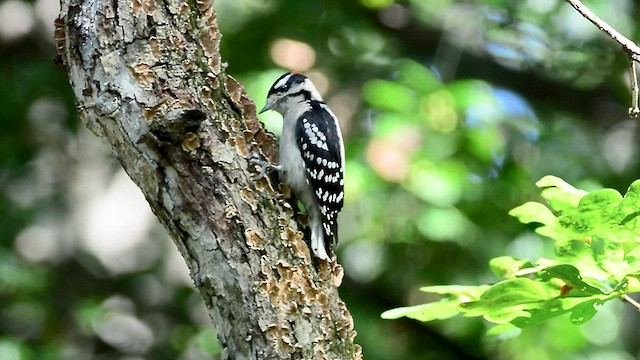 Downy Woodpecker - ML608333714
