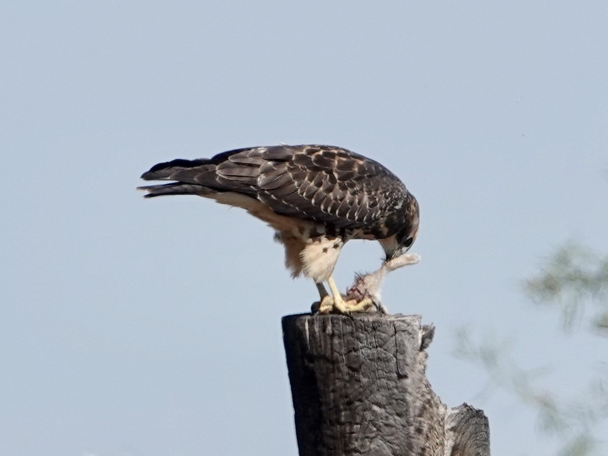 Swainson's Hawk - ML608334029