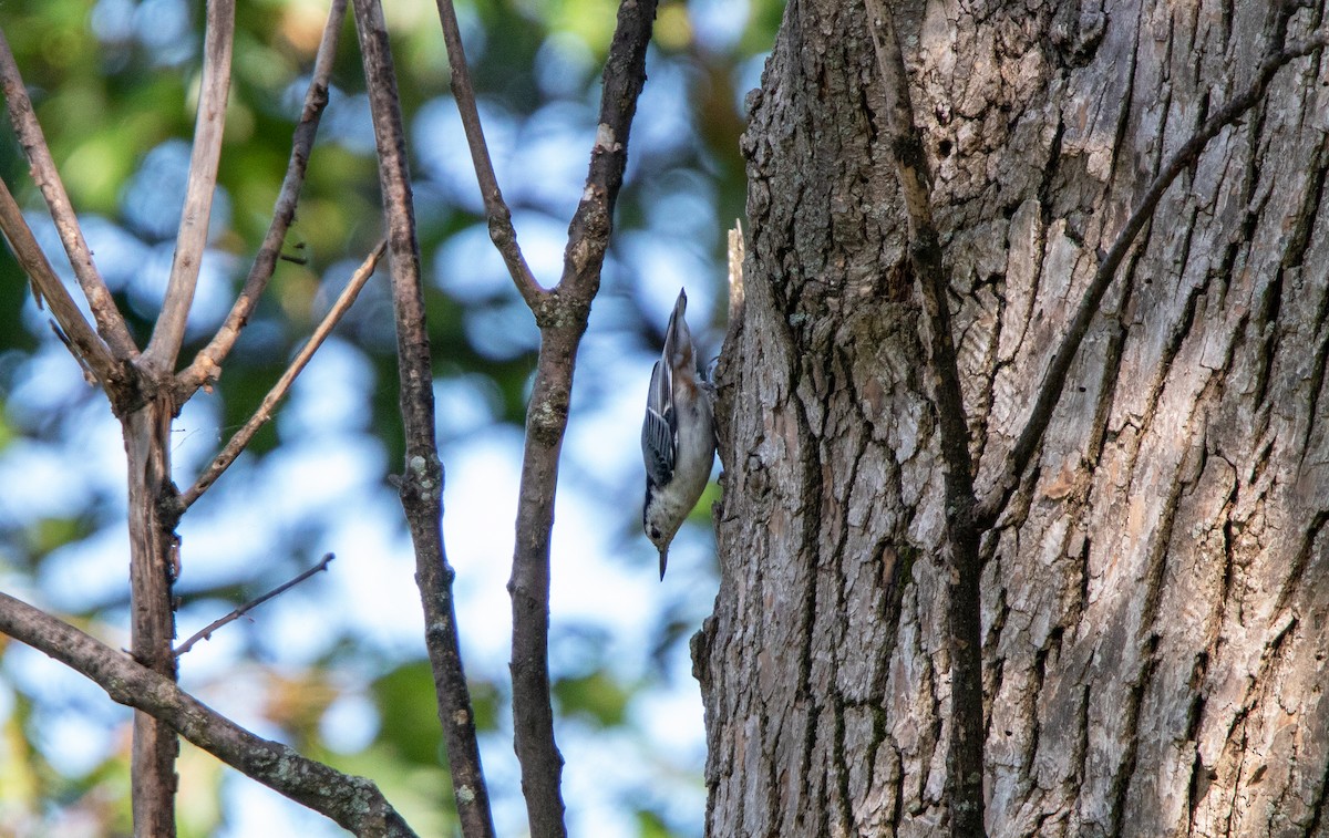 White-breasted Nuthatch - ML608334058