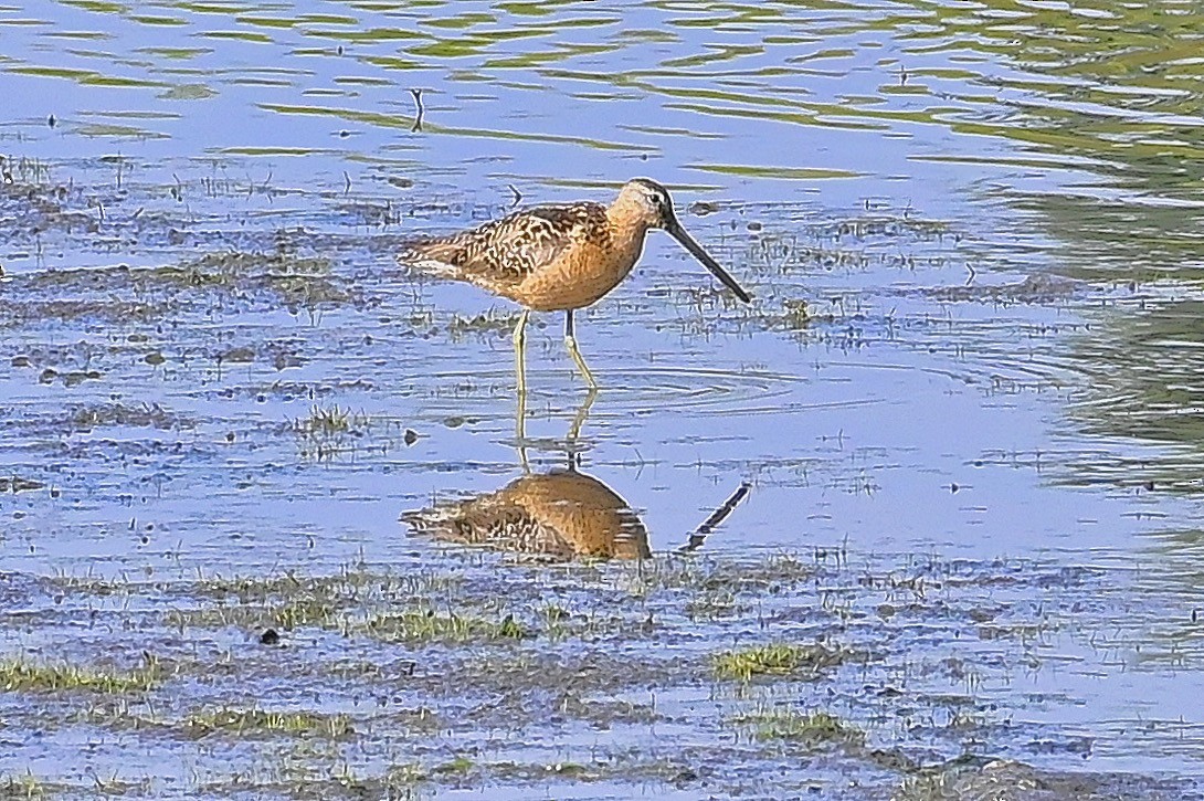 Long-billed Dowitcher - ML608334090