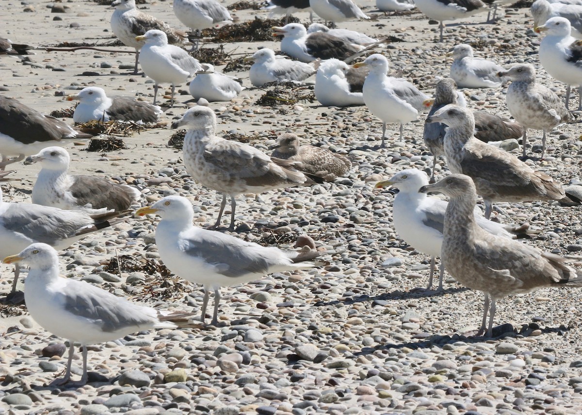 Herring Gull - ML608334488