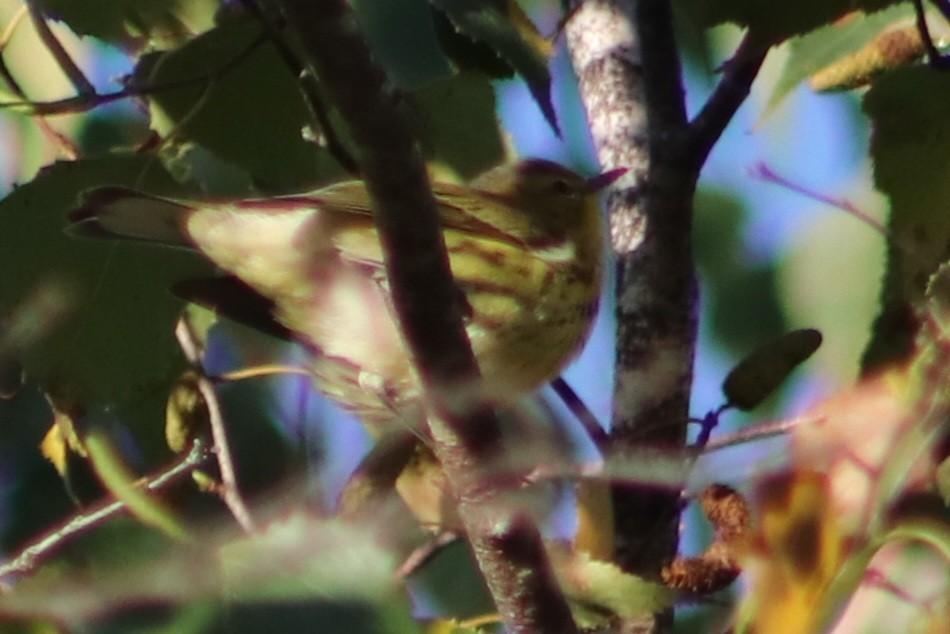 Cape May Warbler - Scott Wilson