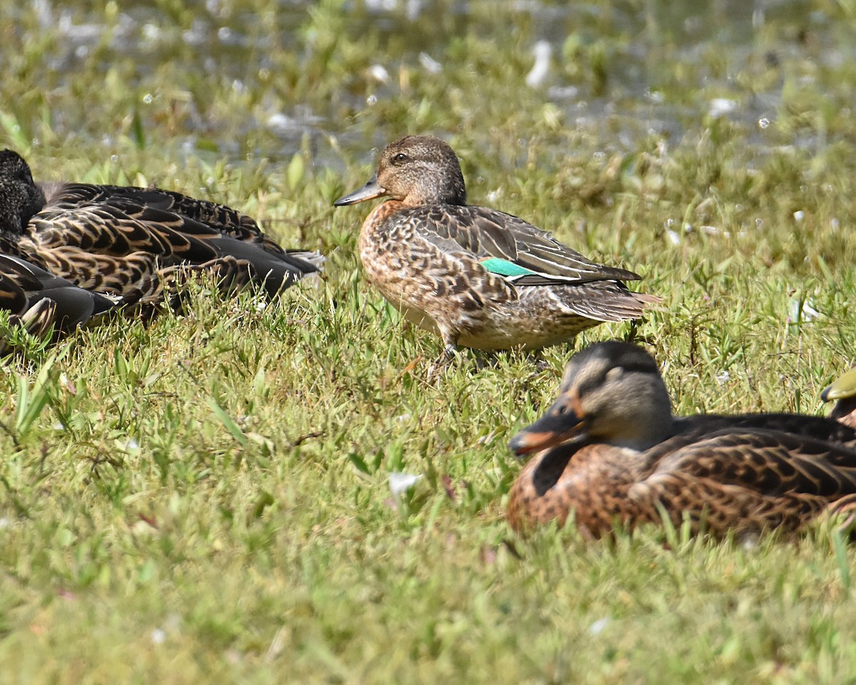 Green-winged Teal - ML608334538