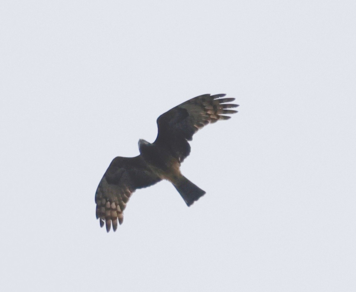 Square-tailed Kite - Garret Skead