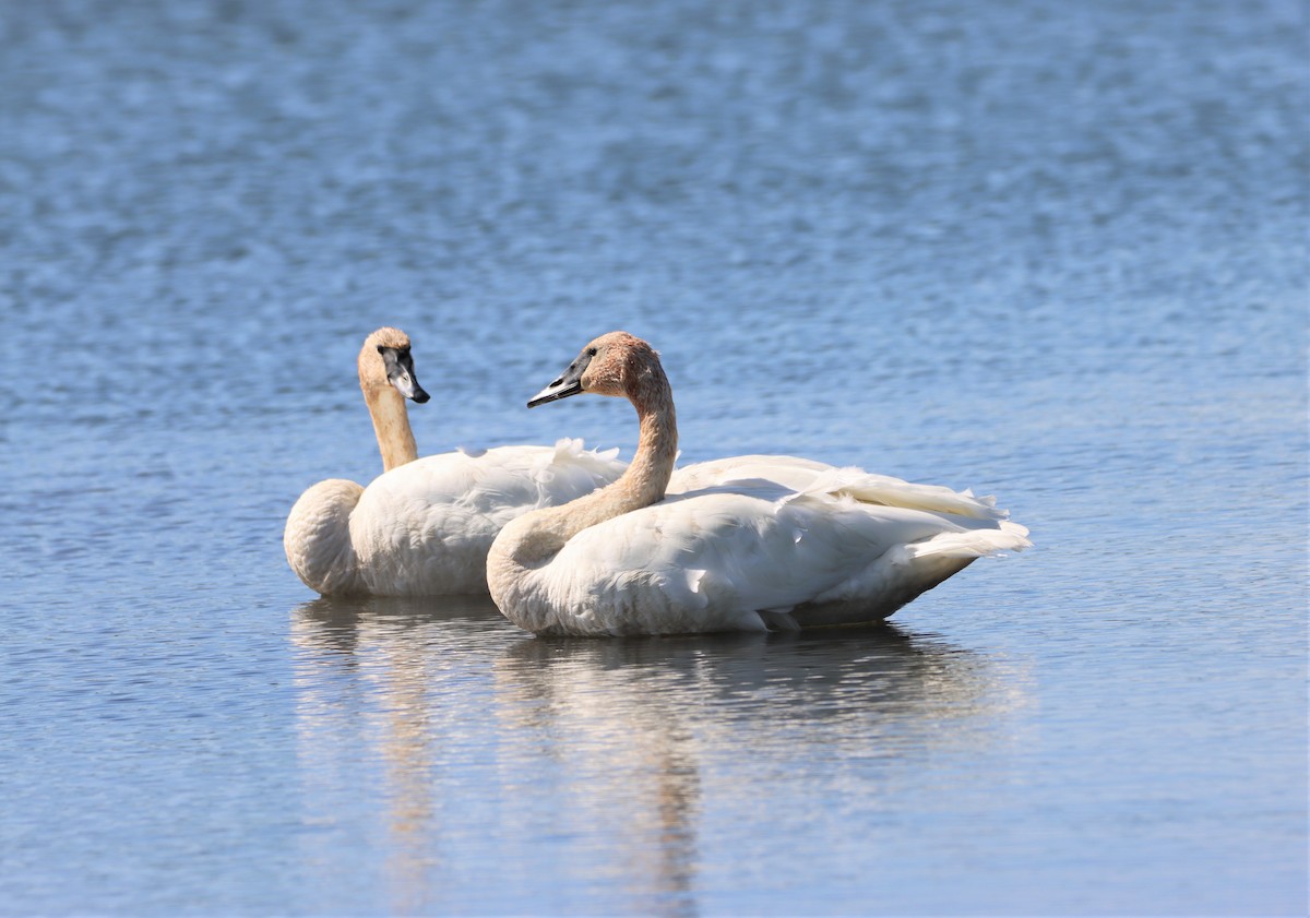 Trumpeter Swan - Michel Marsan