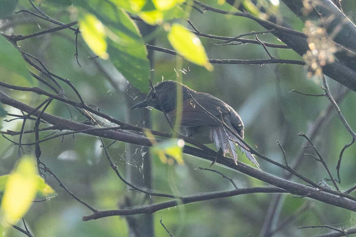 White-bellied Spinetail - ML608334675