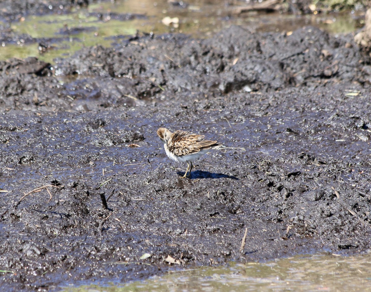 Least Sandpiper - ML608334730