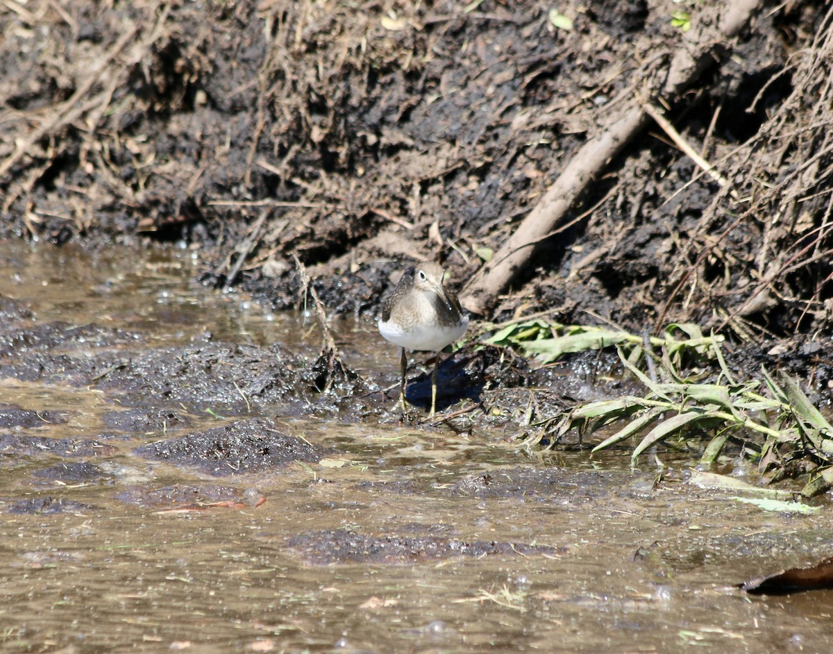 Solitary Sandpiper - ML608334739