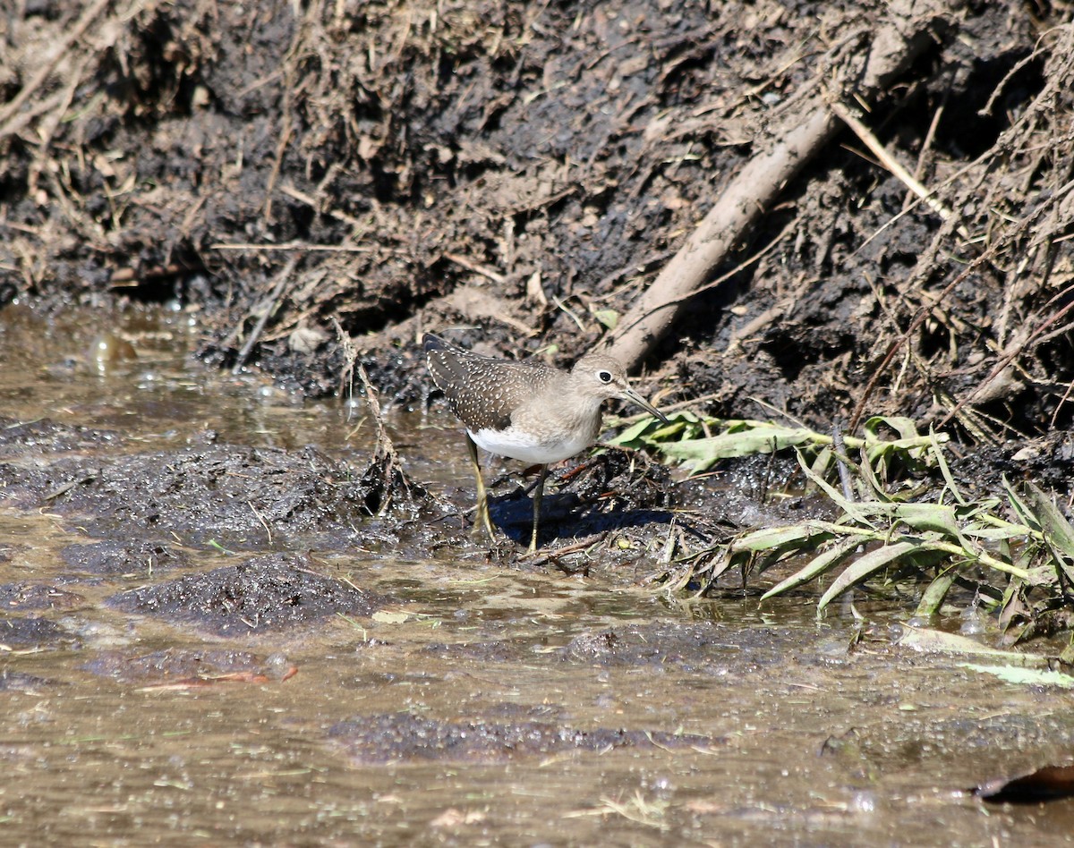 Solitary Sandpiper - ML608334742