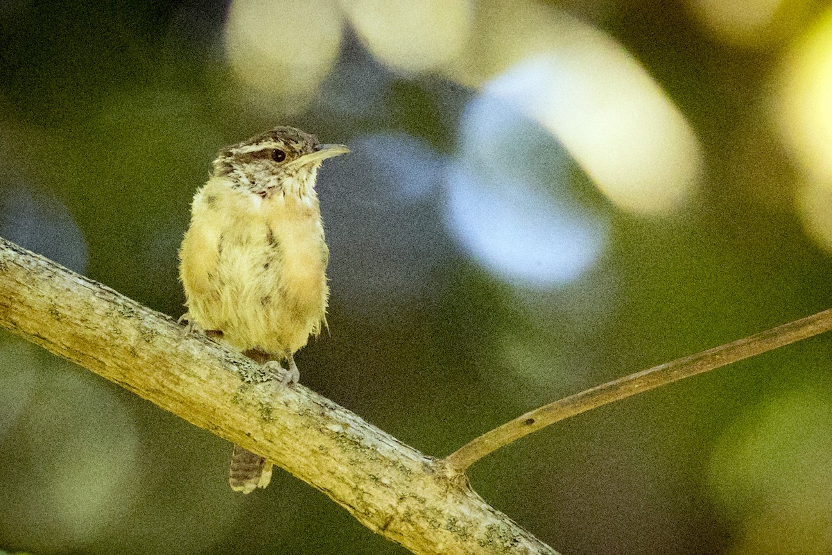 Carolina Wren - ML608334749