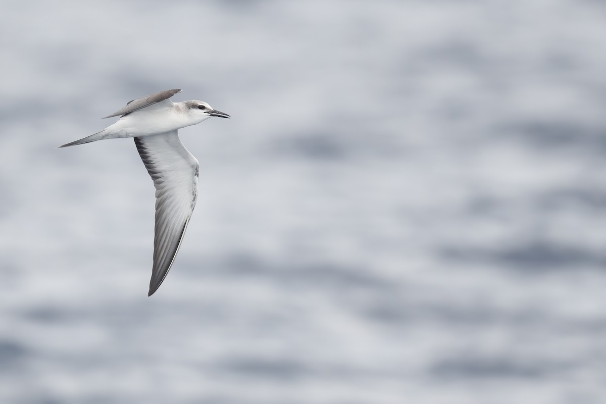 Bridled Tern - Ben  Lucking