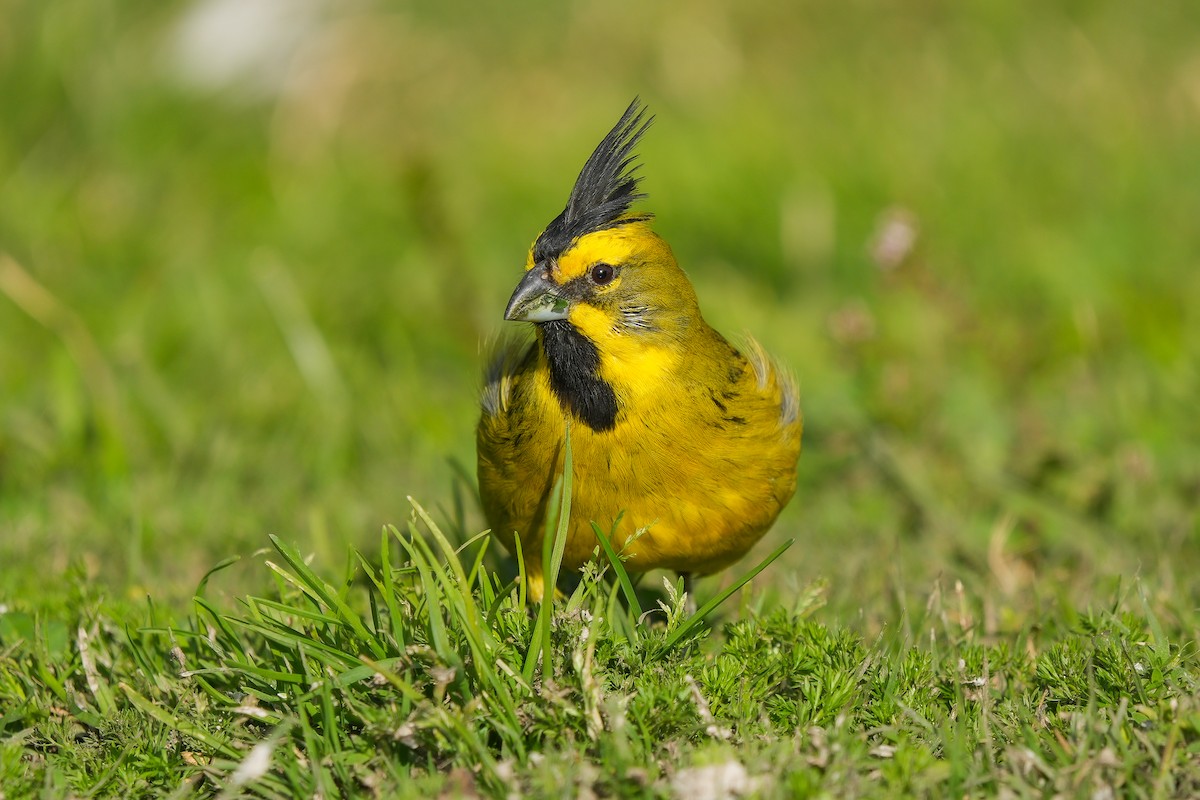 Yellow Cardinal - ML608334778