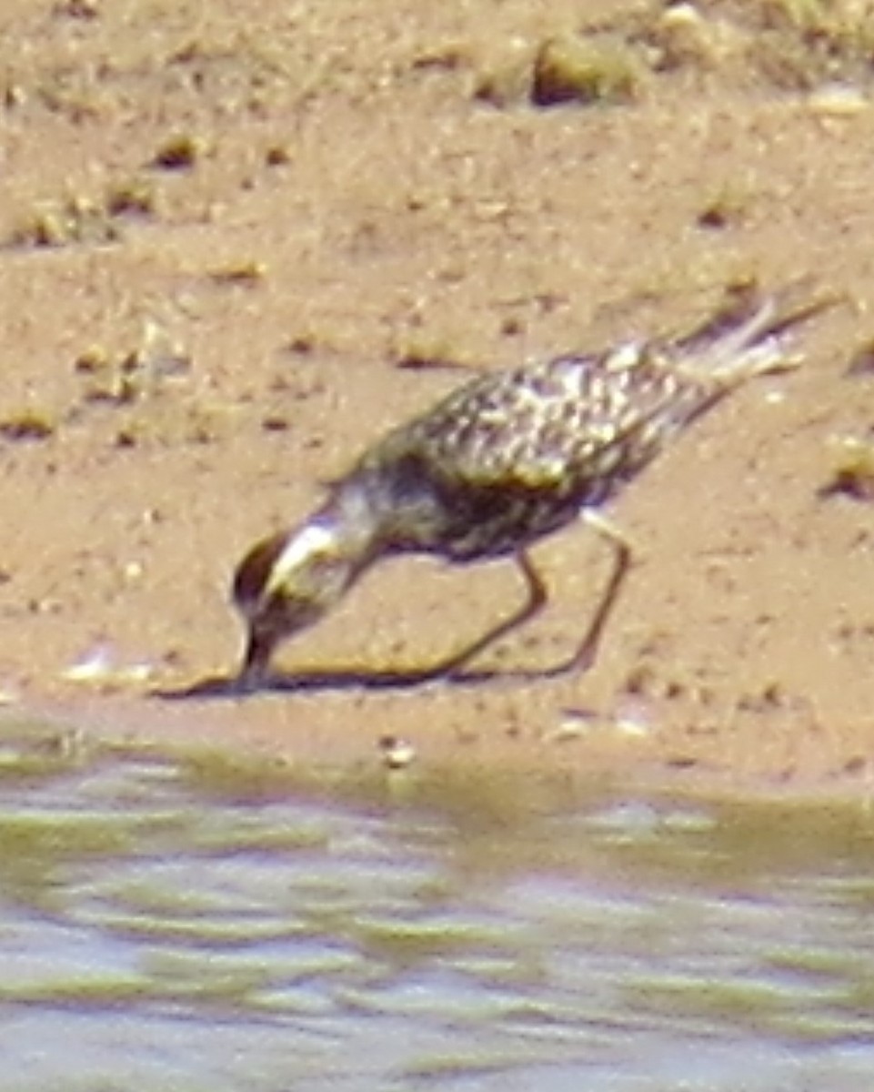 American Golden-Plover - ML608334779
