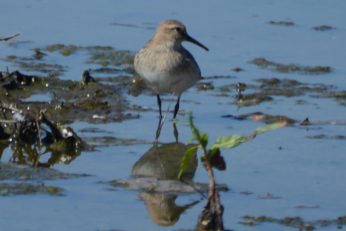 gulbrystsnipe - ML608334816