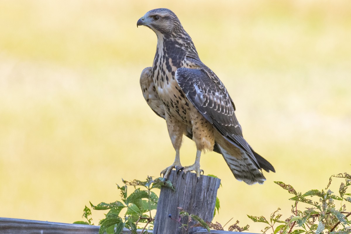 Swainson's Hawk - ML608334864